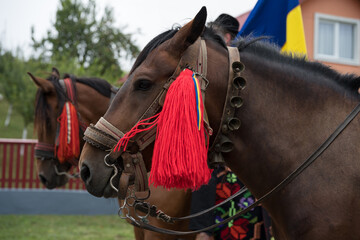 Wall Mural - a draft horse decorated with red material, In Romania 2024