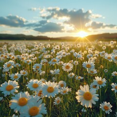 Sticker - Field of Daisies at Sunset