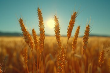 Wall Mural - Golden Wheat Field at Sunset