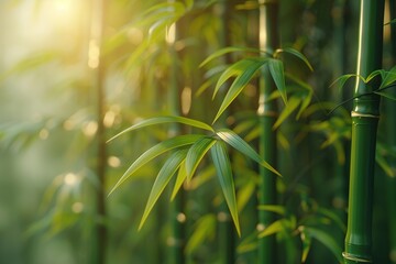 Poster - Bamboo Forest Sunlight