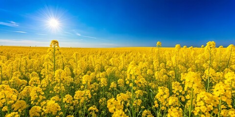 Vibrant field of yellow flowers under a clear blue sky, wildflowers, meadow, sunny, bright, flora, sunlight, nature, scenic