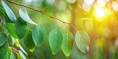 Wall Mural - Close up of fresh eucalyptus leaves on a branch in nature, eucalyptus, leaves, branch, tree, nature, background, green