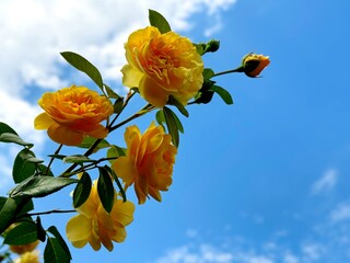 Wall Mural - Yellow roses flowers on blue sky. 