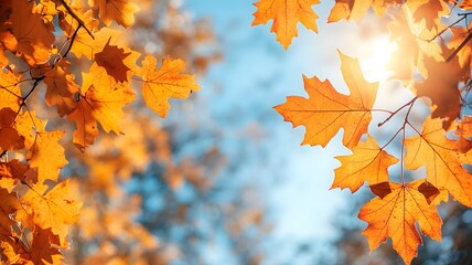 happy thanksgiving header showcasing a panoramic fall scene with golden leaves, sunlight, and a clea