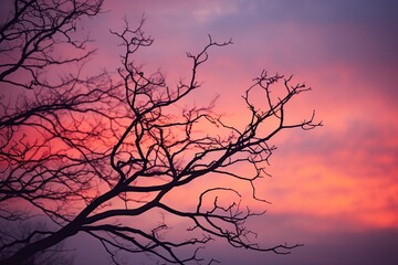 tree branches against red orange sunset sky. Nature background.