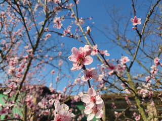 Sticker - bee on peach flower