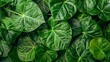 © LuvTK - A background of tropical leaves texture, overlapping alocasia leaves with rich green tones, lush and dense foliage, tropical and vibrant look, hd quality, natural look. --ar 16:9 --v 6.