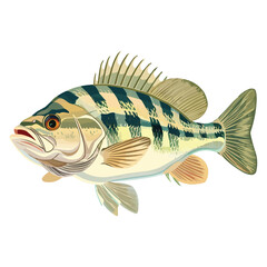 Wall Mural - happy cartoon Striped bass fish vector