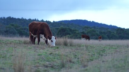 Wall Mural - 
beautiful cattle in Australia  eating grass, grazing on pasture. Herd of cows free range beef being regenerative raised on an agricultural farm. Sustainable farming 
