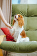 © Игорь Олейник - Cavalier King Charles Spaniel resting on the sofa