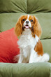 © Игорь Олейник - Cavalier King Charles Spaniel resting on the sofa