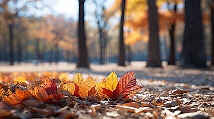 Poster - autumn leaves on the ground  