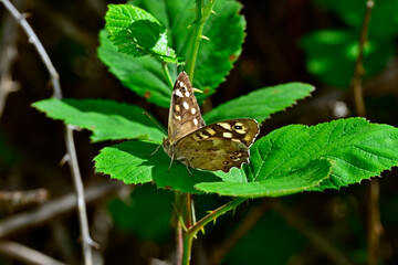 Canvas Print - Waldbrettspiel // Speckled wood (Pararge aegeria)