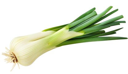 Sticker - Fresh Green Onion Isolated on White