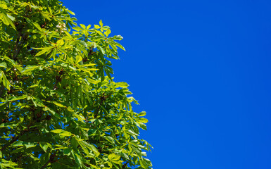Wall Mural - green branches of a flowering horse chestnut tree on background a blue sky in spring