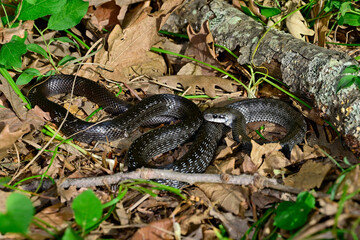 Canvas Print - grau-schwarze Äskulapnatter // grey-black Aesculapian snake (Zamenis longissimus)  - Ropotamo National Park, Bulgaria