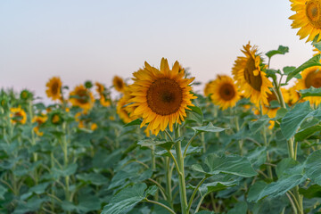 Canvas Print - Field sunflowers in the warm light of the setting sun. Summer time. Concept agriculture oil production growing.