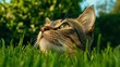 © AICraft - Mongrel Cat Sitting On Grass, Watching For A Target