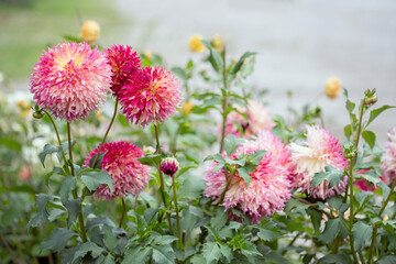 Wall Mural - fimbriated dahlia in a garden. copyspace. split ray florets.