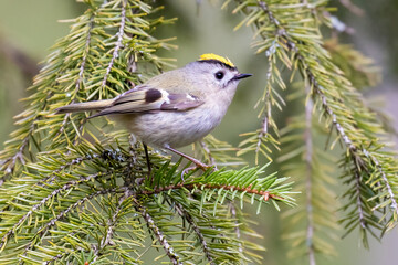 Poster - Goldcrest