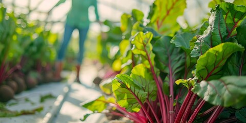 Wall Mural - Closeup of greenhouse plants, leaves, and agriculture for organic farming and vegetable crop. Business, sustainability, or industry food production, garden, or harvest