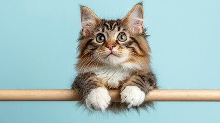 Wall Mural - Blue-Eyed Lop-Eared Kitten Sitting On A White Background