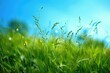© AIGen - Grass Spring. Field of Lush Green Grass Under the Blue Summer Sky