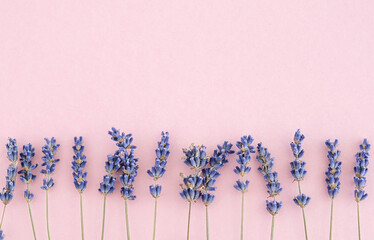 Lavender blooms on pink backdrop with space for text