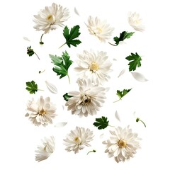 Wall Mural - white chrysanthemums flower and leaves flying in air isolated on white bakground