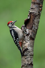 Wall Mural - Greater Spotted Woodpecker (Dendrocopos major) on a Silver Birch trunk