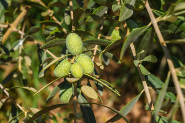 Wall Mural - Close-Up of Olives growing on tree