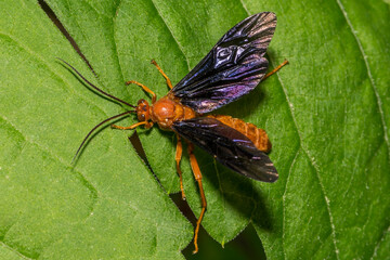 Ichneumon Wasp - Trogus pennator