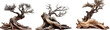© Ahmad - Collection of 3 natural wood tree sculptures, isolated on transparent background
