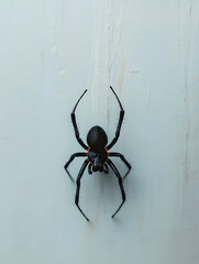 Wall Mural - a black spider is hanging from string
