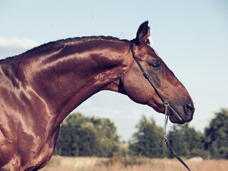 Wall Mural - portrait of beautiful  bay  sportive  stallion posing in autumn field. close up