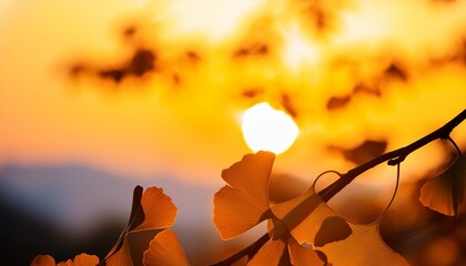 Wall Mural - leaves of yellow ginkgo biloba or momijigari in autumn at japan light sunset of the sun with dramatic yellow and orange sky image depth of field