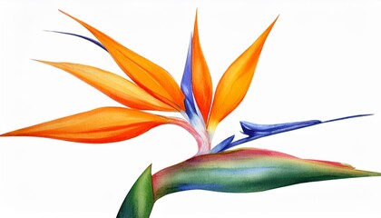 Wall Mural - bird of paradise flower or strelitzia reginae flower watercolor illustration on white background