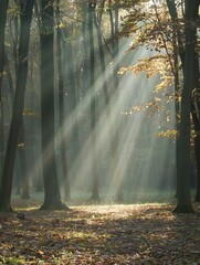 Serene Forest with Sunlight Rays Breaking Through Trees