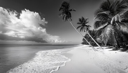 Poster - black and white caribbean beach with palm trees