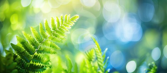 Wall Mural - Natural background with bokeh enhancing an abstract fern image's beauty on a copy space image.