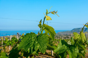 Wall Mural - Young vineyard in spring