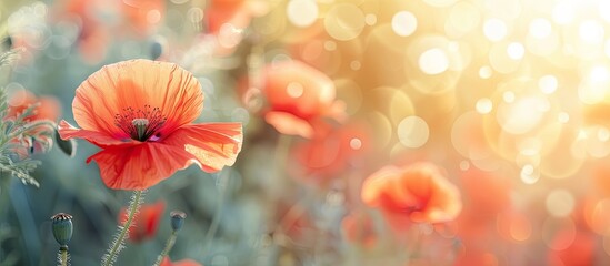 Poster - Sunny day poppy field image with red blooms. Selective focus on vibrant poppies in soft light, resembling natural drugs. Solitary red blossom in blurred soft focus with copy space image.