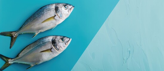 Minimalist copy space image of two dorado fishes on a blue background, isolated on a colored table.