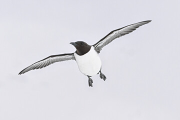 Canvas Print - Common guillemot in flight