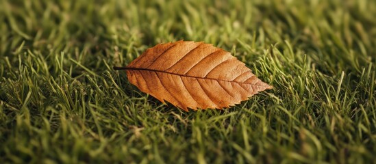 Fototapete - A dry autumn leaf resting on the grass. with copy space image. Place for adding text or design