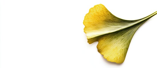 Fototapete - Ginkgo leaf against a white background. with copy space image. Place for adding text or design