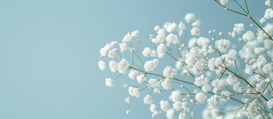 Poster - Small white Gypsophila flowers against a blue background Fluffy and cloud like Gypsophila often referred to as Baby s breath. with copy space image. Place for adding text or design