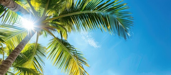 Aufkleber - Coconut leaves set against a blue sky backdrop. with copy space image. Place for adding text or design