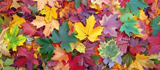 Aufkleber - Maple leaves in a vibrant fall display with copy space image