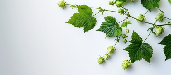 Aufkleber - Top view of a youthful hop branch with leaves set against a white backdrop ideal for a copy space image